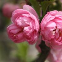 /photo/574145/pretty wife/img_3036a_1_3_small.jpg